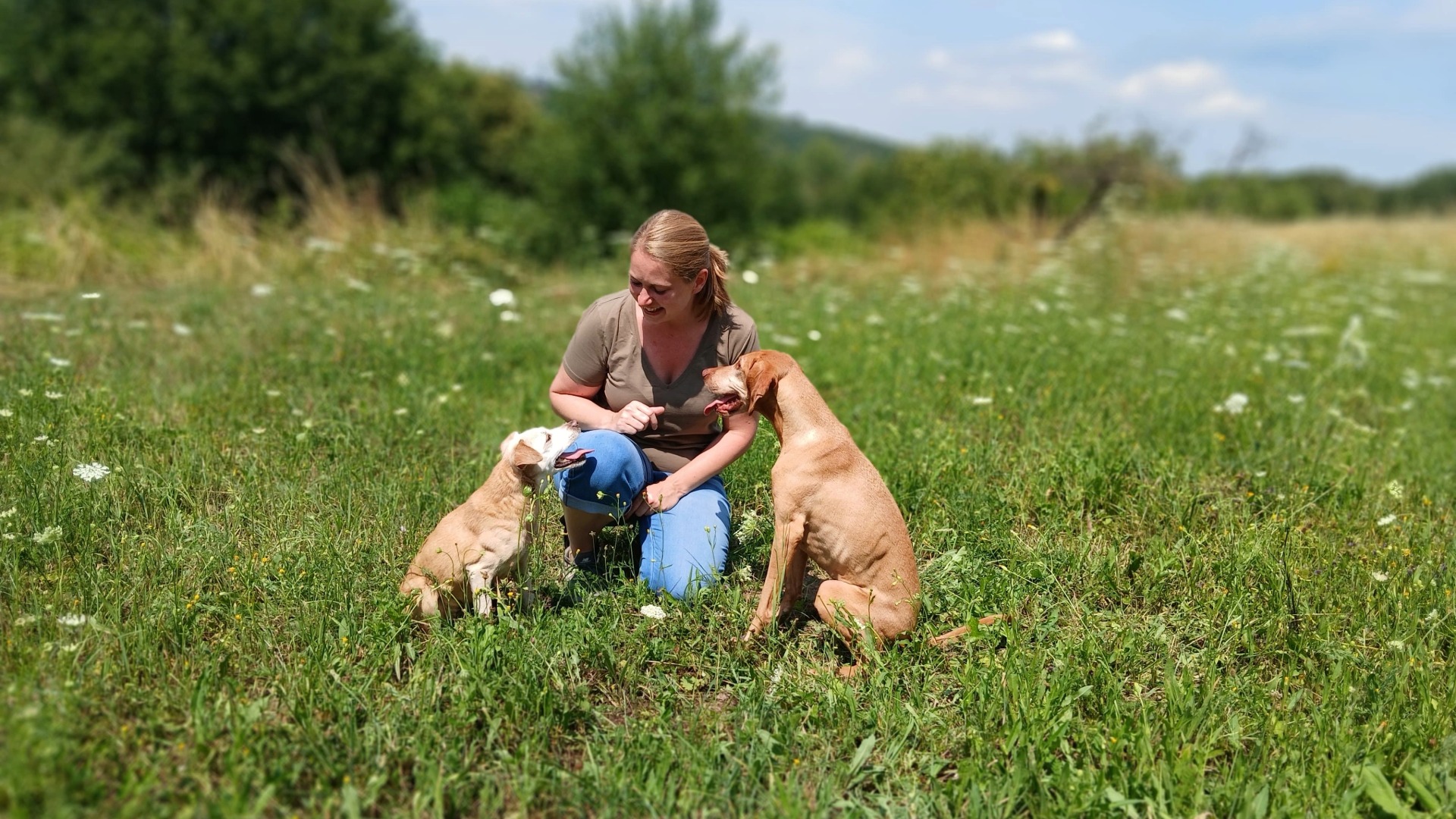 Gemeinsam den Alltag meistern - Hundetraining